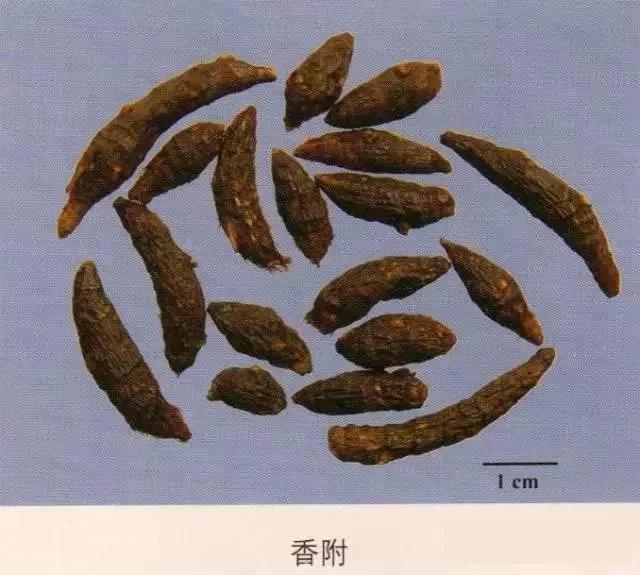 中药材图片大全大图带药名,200多味中药材图谱带图