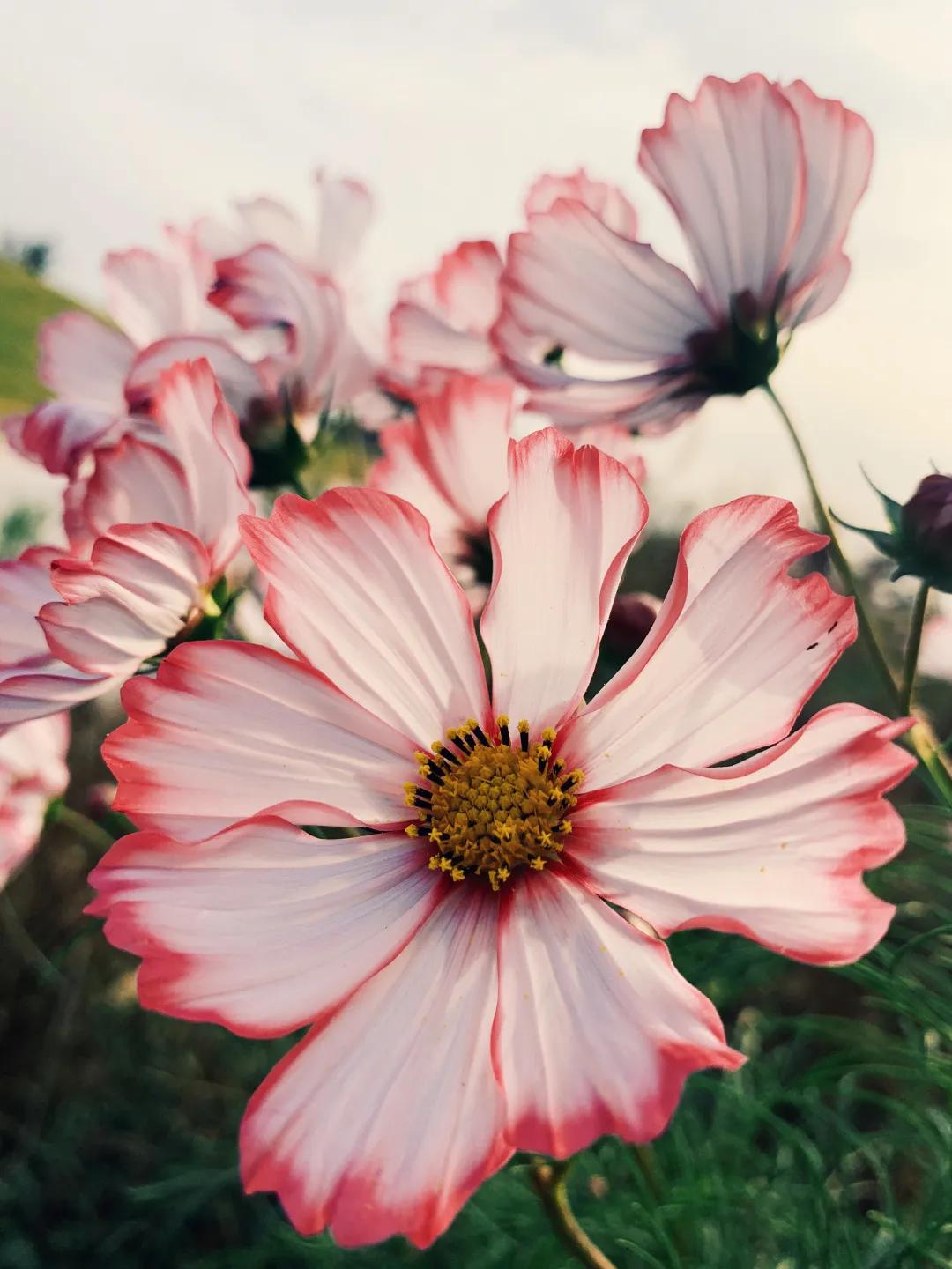 iphone11水印相机怎么弄,iphone13pro相机功能