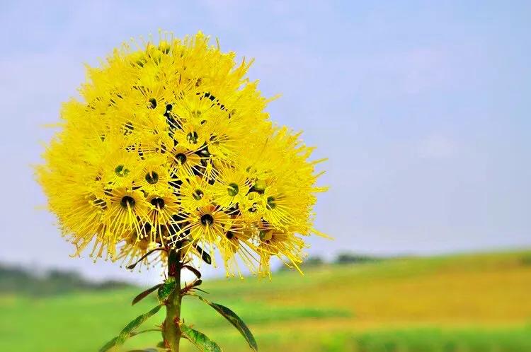 金黄熊猫,金黄色熊猫