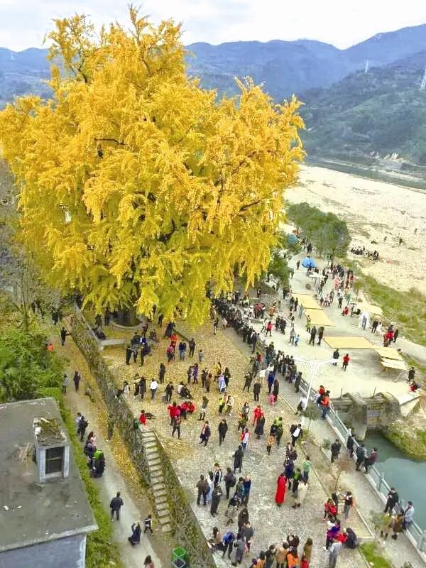 温州银杏哪里最美,温州秋冬的银杏树确实美