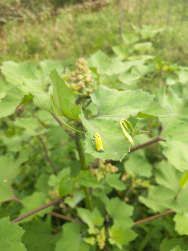 苍耳的别名,苍耳子又叫啥