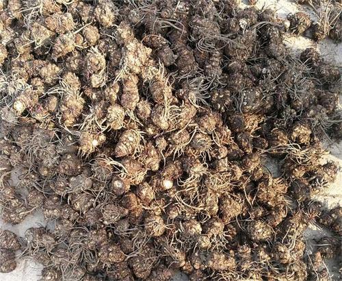 藁本神农本草经,神农本草经葛根原文