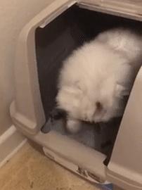 猫猫挠猫砂,猫便便之后挠猫砂盆