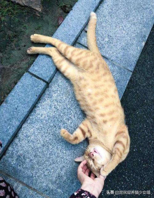 撸猫三招,撸猫三步法