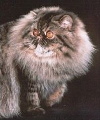 猫咪颜色遗传规律动画,猫咪颜色遗传规律