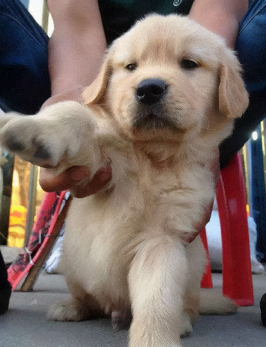 如何挑选一只品相好的罗威纳幼犬,黑色拉布拉多2个月幼犬如何挑选