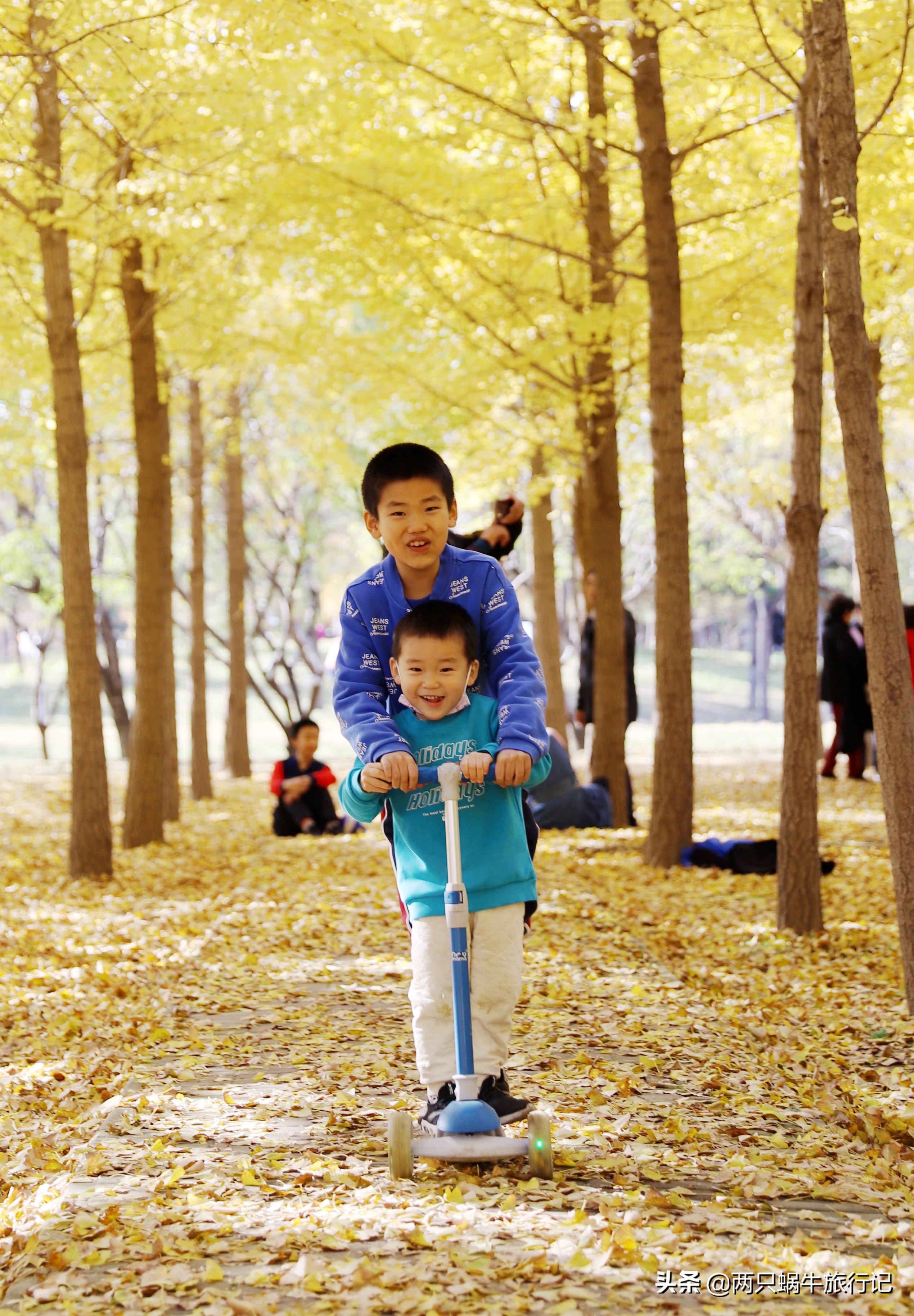 秋天落叶自然的调色盘,调色盘秋天