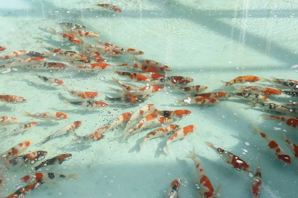 爱鲤观赏鱼,爱鲤是什么意思