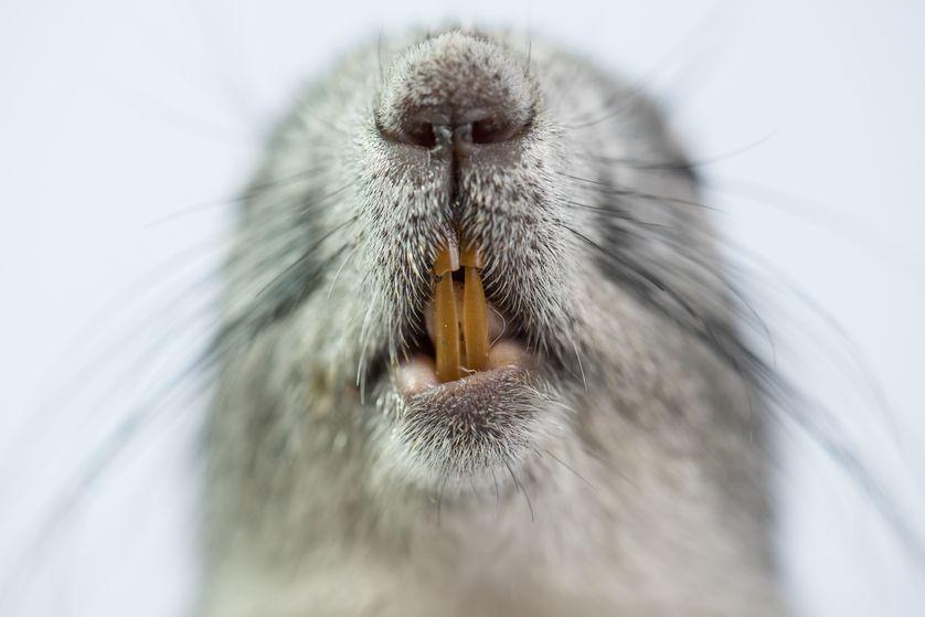 关于松鼠的描述,关于松鼠的内容简介