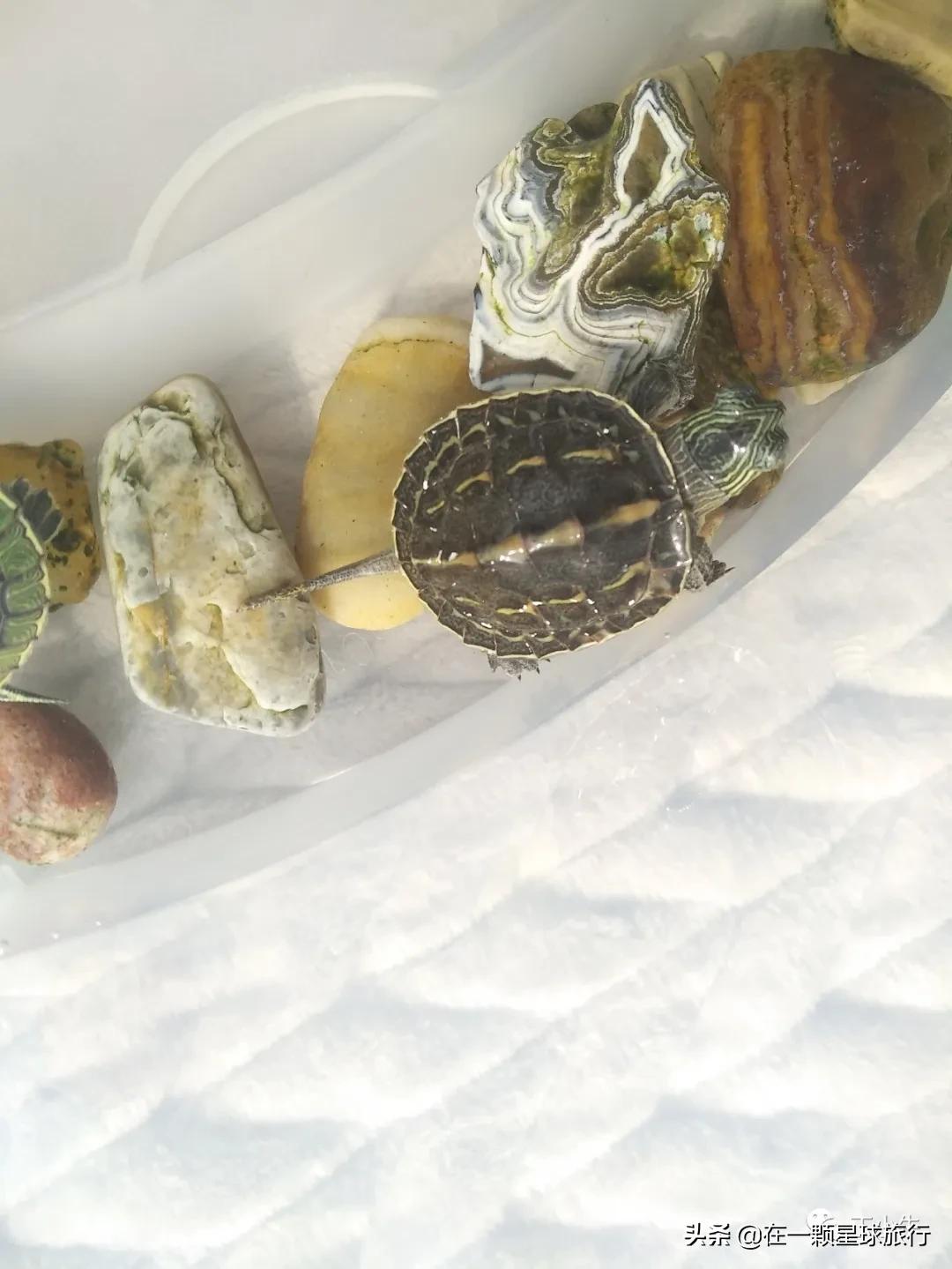 一缸乌龟都得了白眼病,乌龟养1只孤单吗