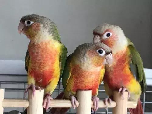 绿金顶配紫罗兰出什么品种的鹦鹉,小太阳鹦鹉凤梨和黄边哪个品种好