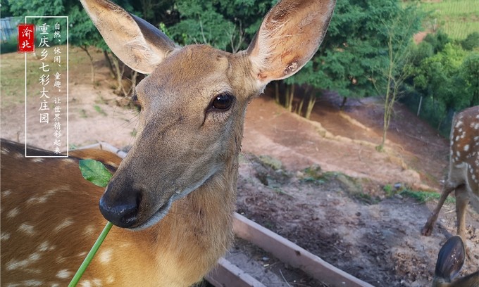 渝北周边采摘推荐,渝北茨竹附近采摘园