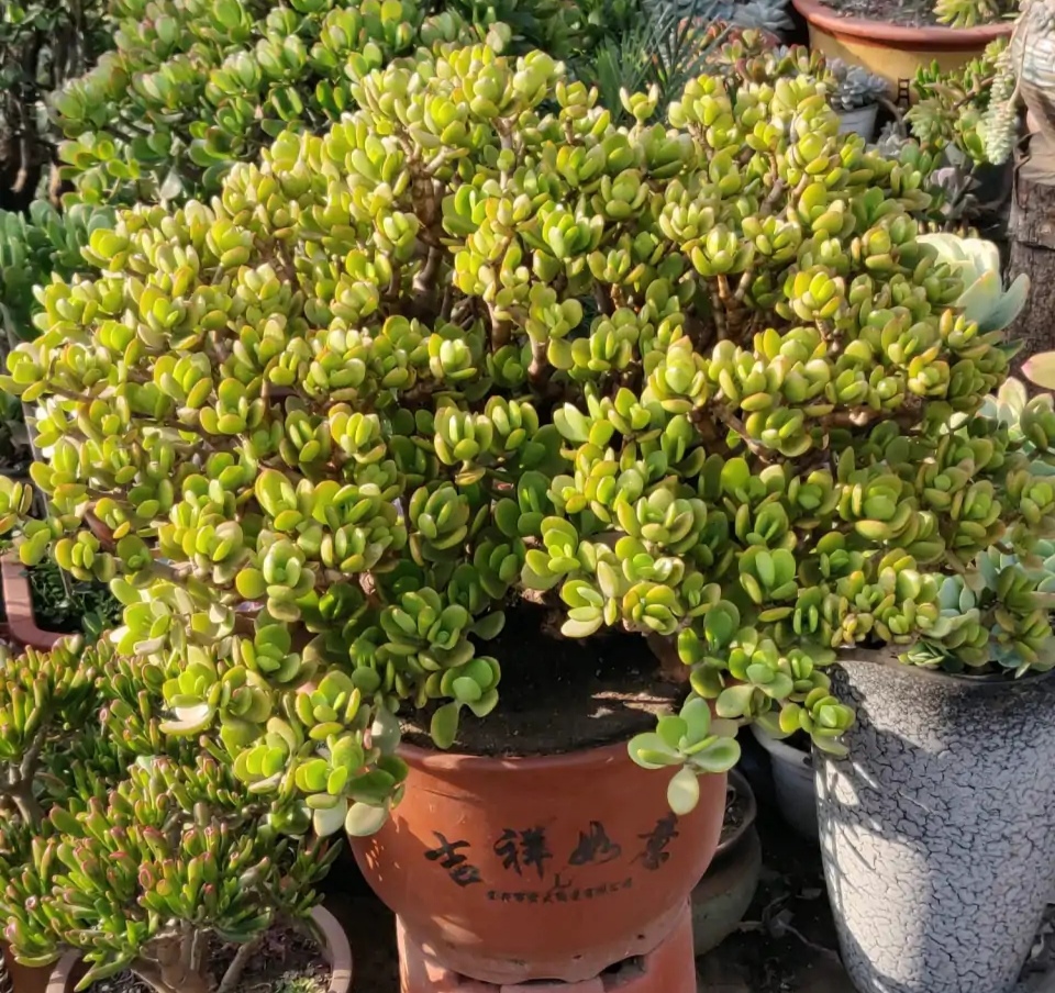 老人说三种花不吉利,这5种花适合老人养健康又长寿