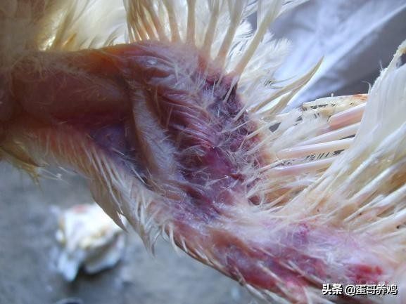 如何防治鸡产蛋下降,季节交替的病