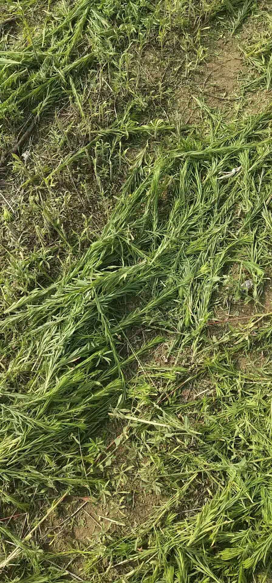 农民的除草神器,大家都用哪款除草机