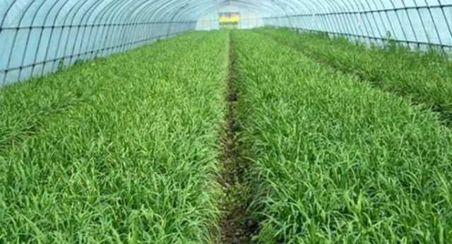 被称为壮阳草的韭菜,味道鲜嫩脆爽,是家喻户晓的美味