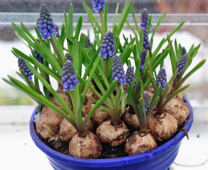 适合北方的球根植物,适合北方室内的种球