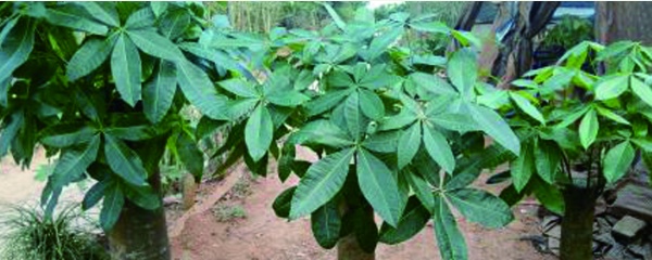 发财树根如何长高,发财树苗顶端断了还能长高吗