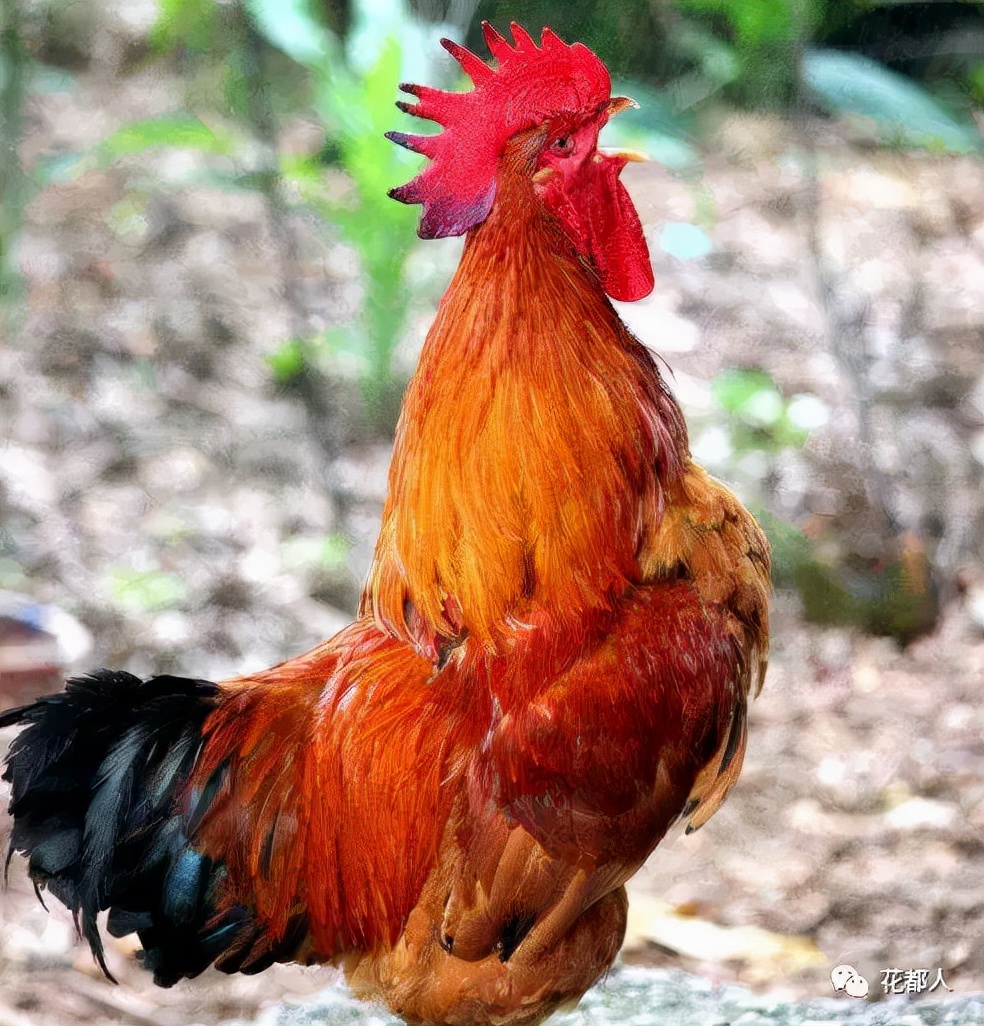 消失的十大行当,阉鸡手艺人