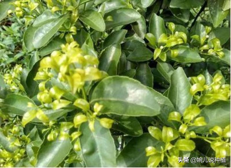 怎么补充钙肥,钙肥怎么补最快最有效