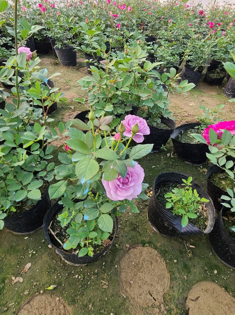 月季基地最美,常州最大月季基地