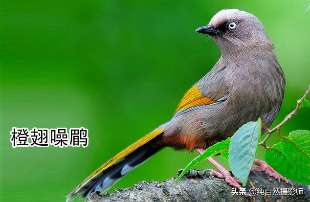 画眉品种有哪些,画眉科的鸟类大全