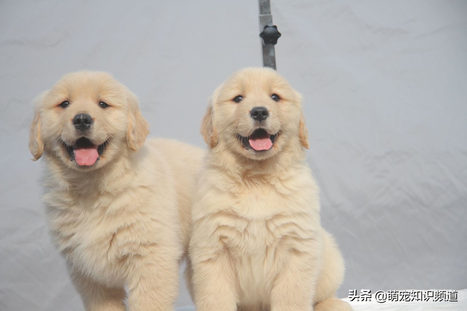 能不能给宠物狗剪毛呢,给宠物剪毛怎么让狗不乱动