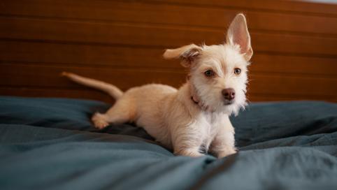 狗子来大姨妈怎么办,狗子姨妈期间如何护理