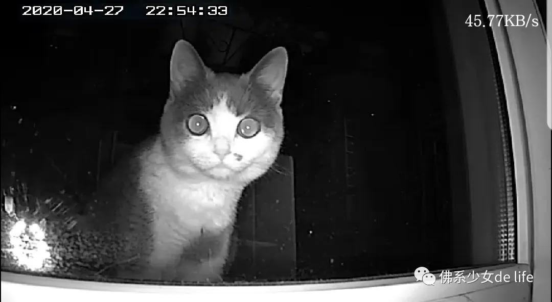 铲屎官日记猫主子的日常,猫咪成长日记铲屎官的乐趣