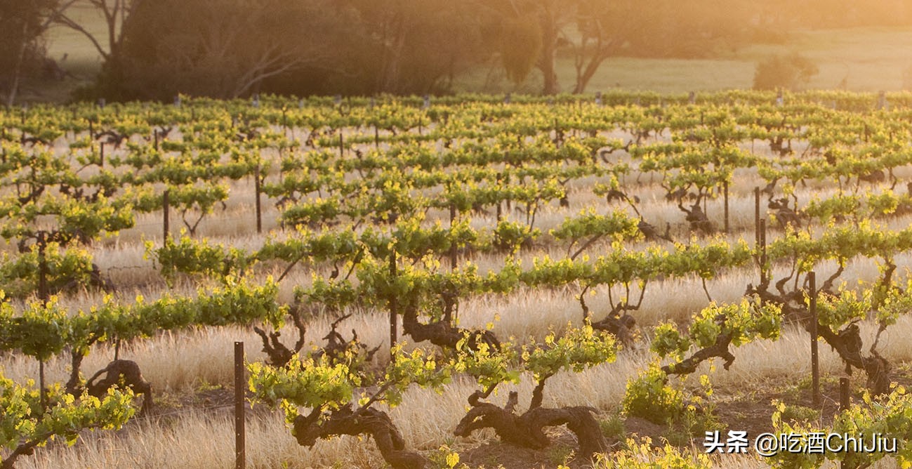 关于奔富389红酒，我们该知道什么？