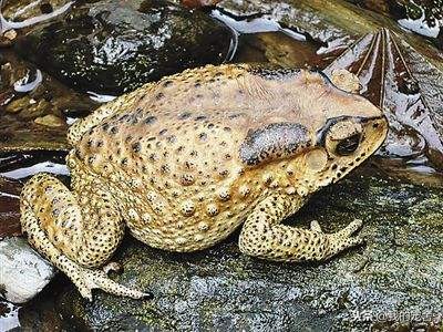 癞蛤蟆可以煮着吃吗,癞蛤蟆能吃的吗