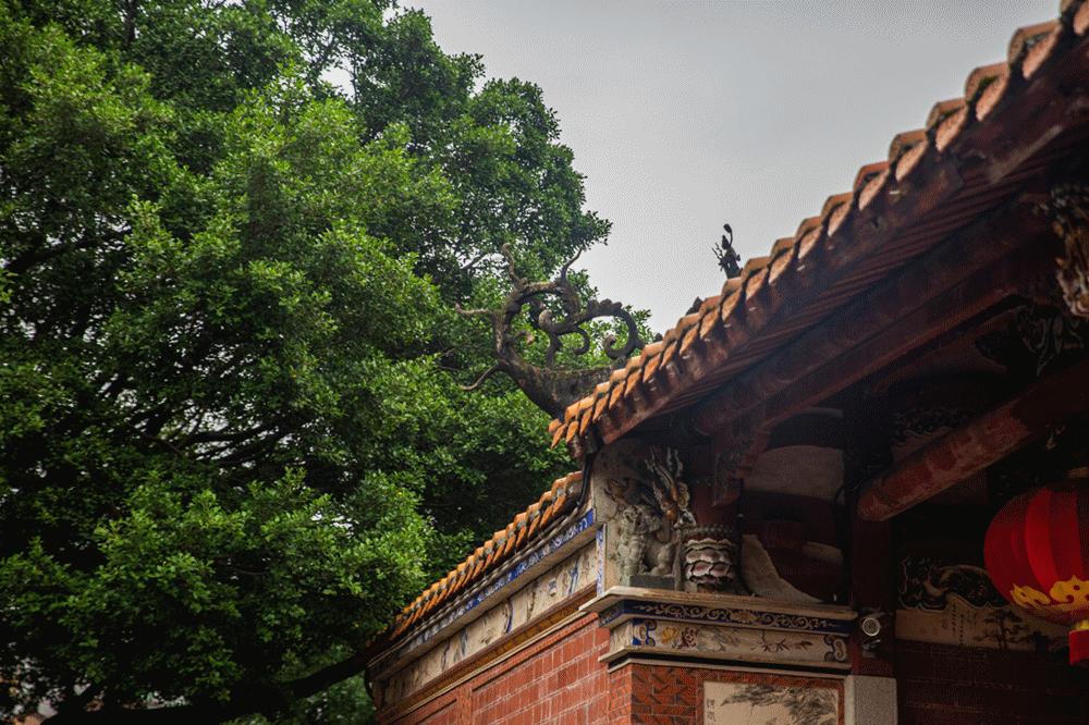 招募|穿过四季跑进福建，这一次跟着村跑去邂逅永春红