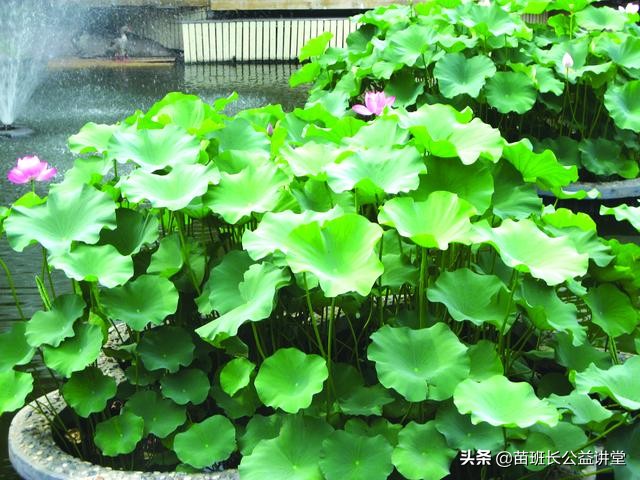 观赏荷花怎么栽培,荷花兰栽植养护