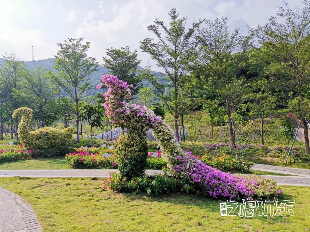深圳最美簕杜鹃谷公园花海,宝安区花海赏花景点