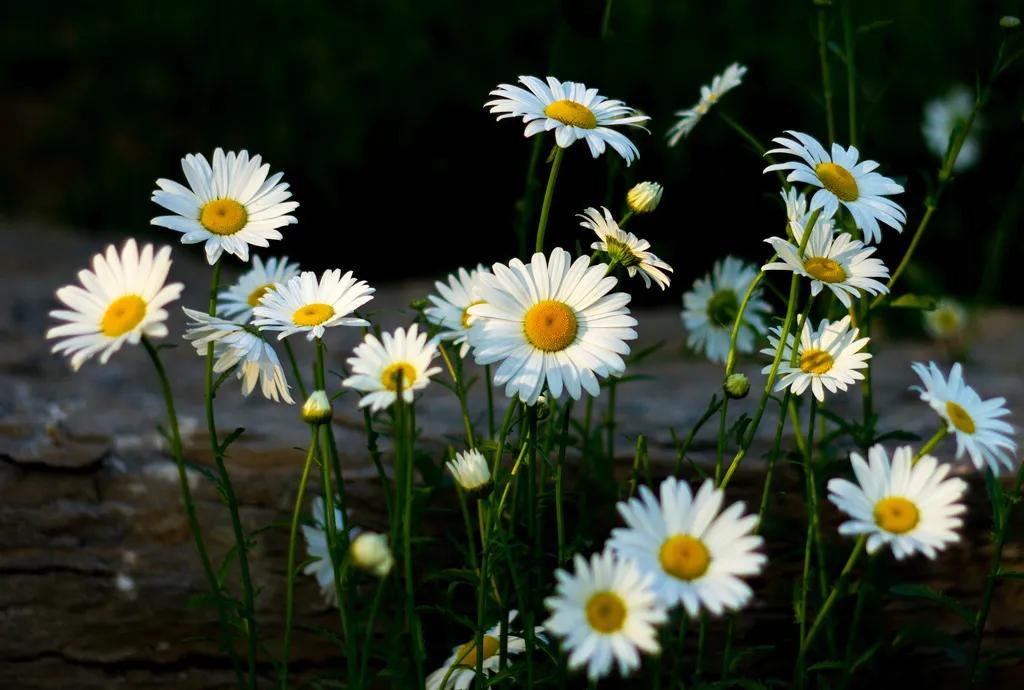 秋秋分享音乐,秋秋分享日常