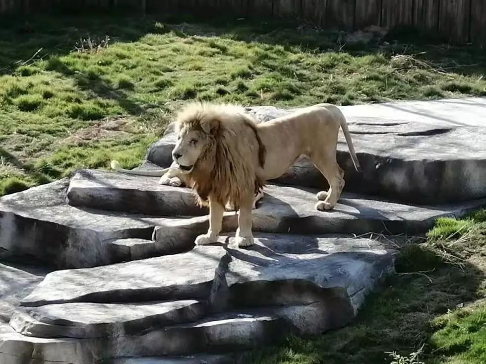 金牛湖野生动物王国过年去怎么样,金牛湖野生动物王国游玩时间