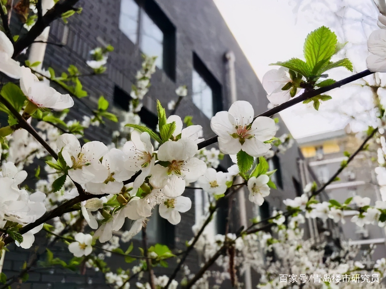 星光黯淡的青岛主城黄金档还能如期而至吗？