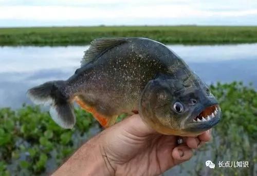 世界公认的最强淡水大鱼,史上最可怕的十大鱼