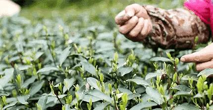 如何挑选西湖龙井茶,西湖龙井茶多少一斤