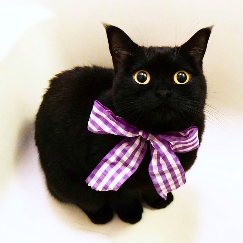 日本卡通小黑猫,日本动漫小黑猫