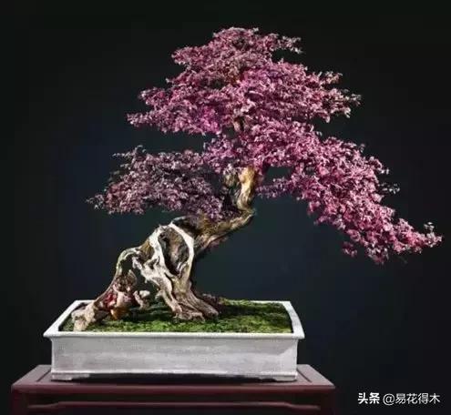 白檵木盆景图片欣赏,异形白花檵木盆景
