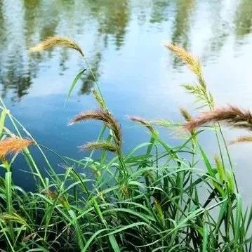 蠡县旅游必看景点,旅游景点推荐保定蠡县