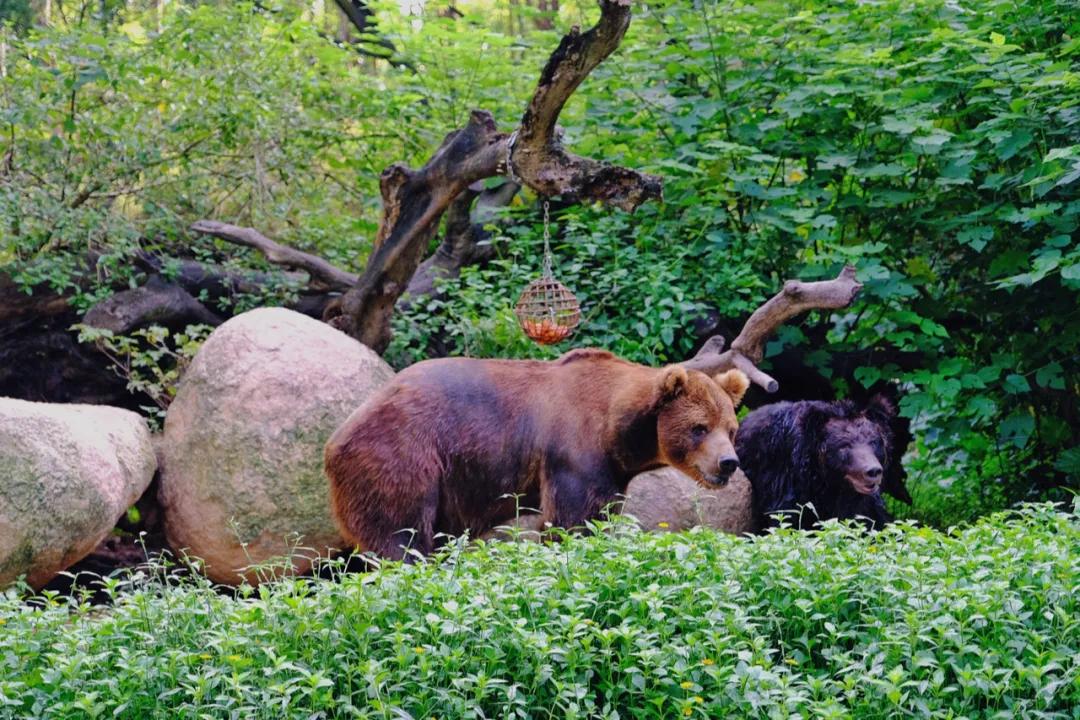 广州长隆最省钱玩法,最实惠广州长隆攻略