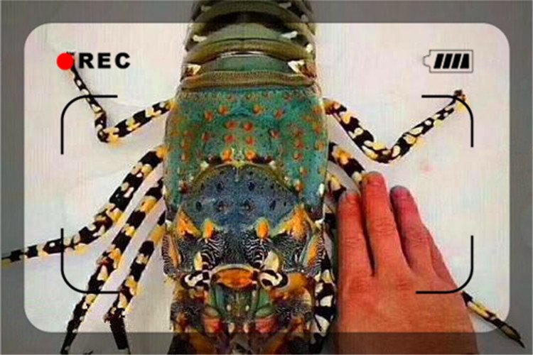 农村目前养殖什么比较挣钱,农村空房养殖什么挣钱