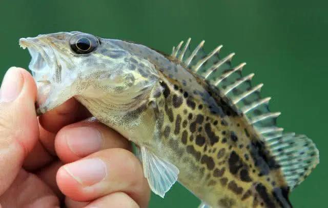 手竿活虾钓鳜鱼的技巧,手竿泥鳅钓鳜鱼怎么钓