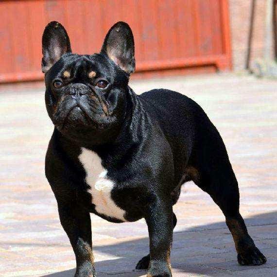 法国斗牛犬肠胃不好怎么办,法国斗牛犬不吃食怎么回事