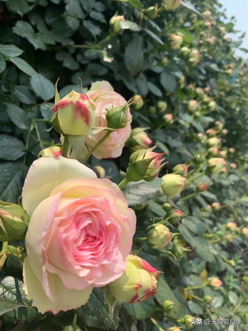 月季春季第一波花要不要剪,月季春季第一波花开后嫁接