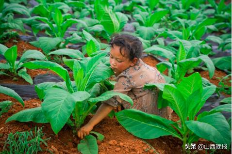 香甜的雪莲果,好吃的雪莲果哪里找
