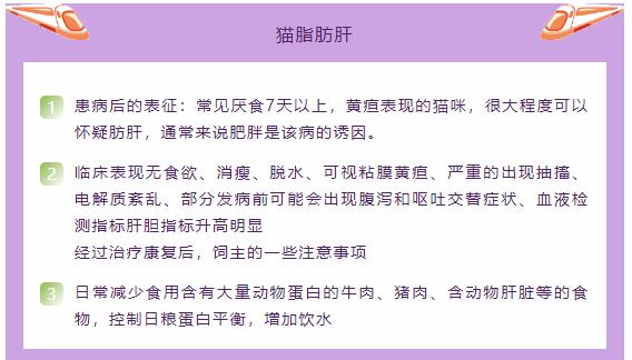 猫只喂火腿肠能活吗,猫因为脂肪肝导致完全不能进食