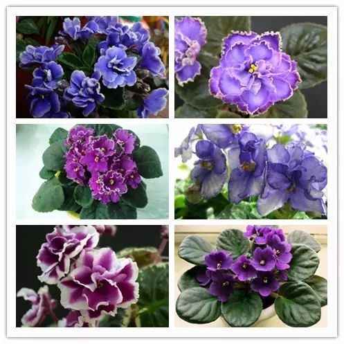 北方喜阴的室内植物花卉有哪些,喜阴耐寒的室外花卉植物有哪些